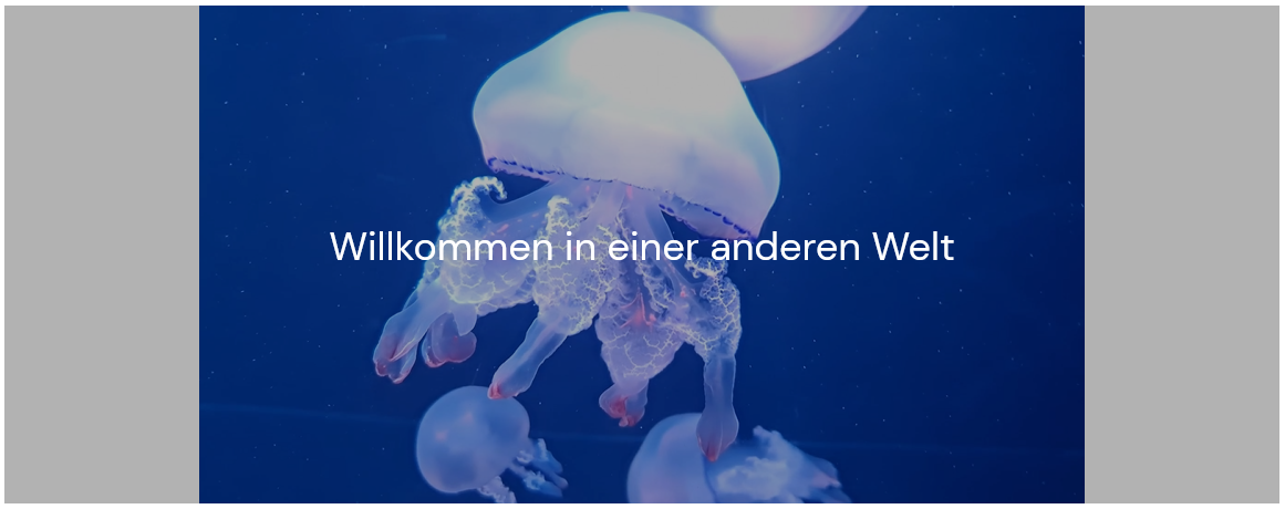 Widget Video Einstellungen