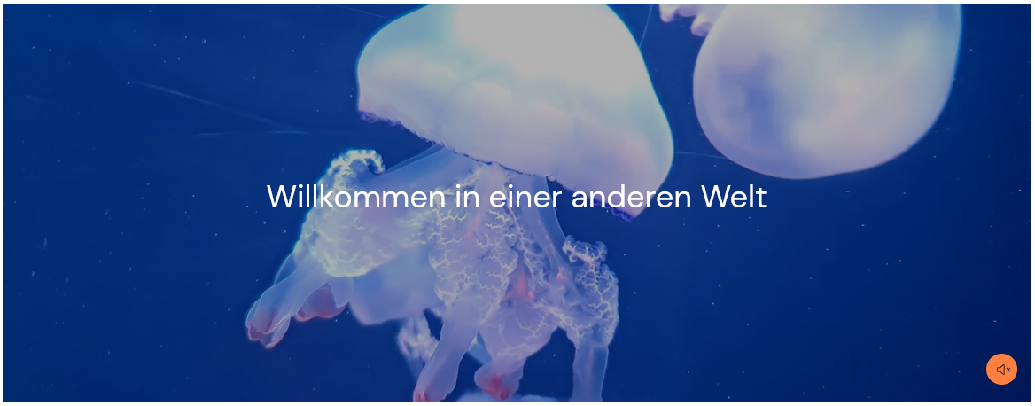 Widget Verlauf Ergebnis